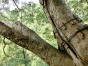 gibbon (45)